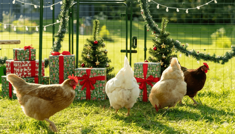 Idées cadeaux Noël 2025 pour poules
