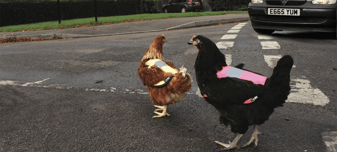 Gilet de signalisation pour poules