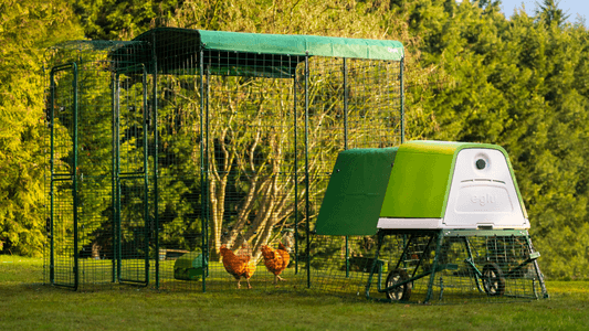 Le grand enclos d'extérieur pour poules