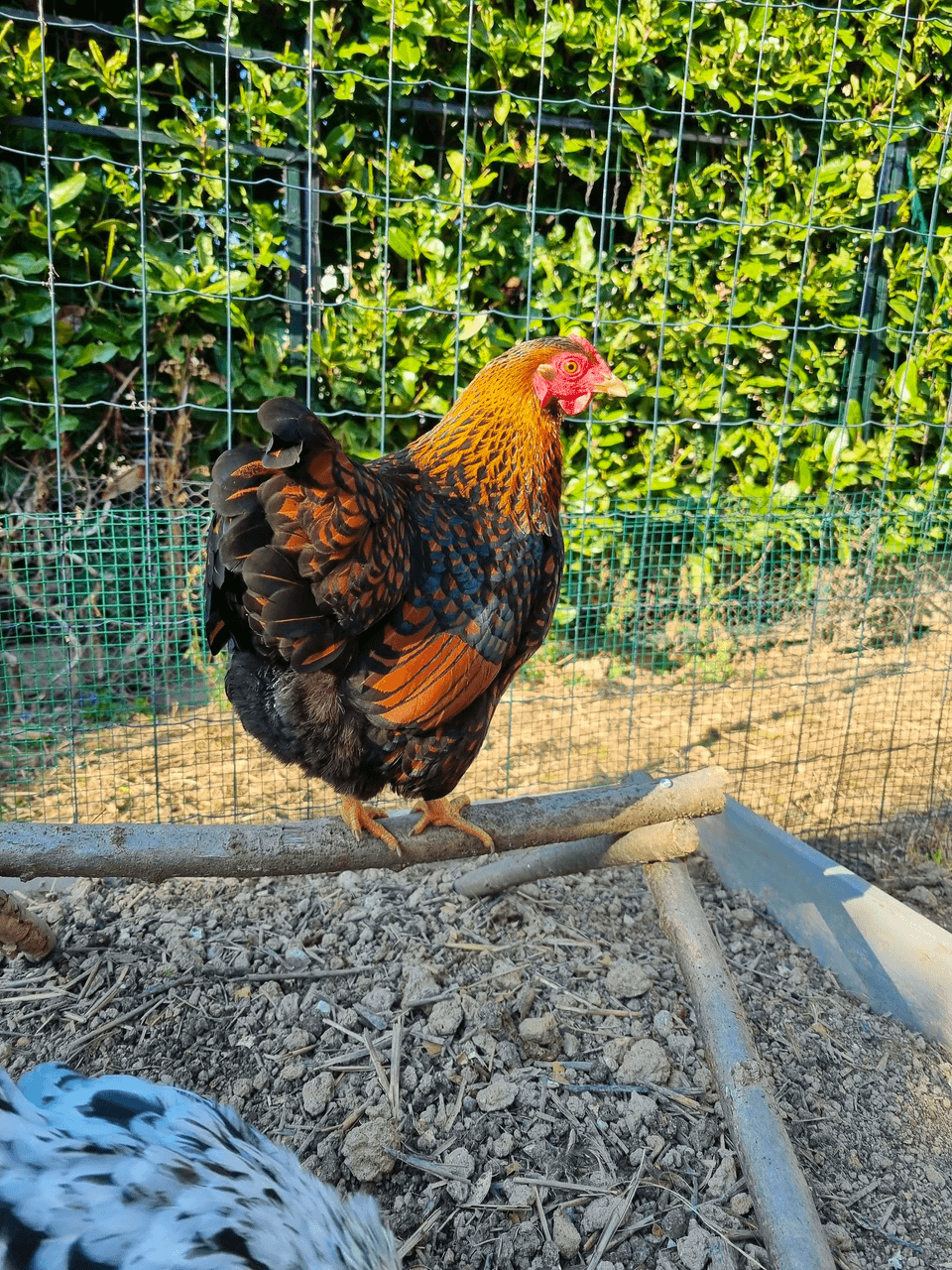 Nos poules découvrent leur nouveau perchoir DIY !